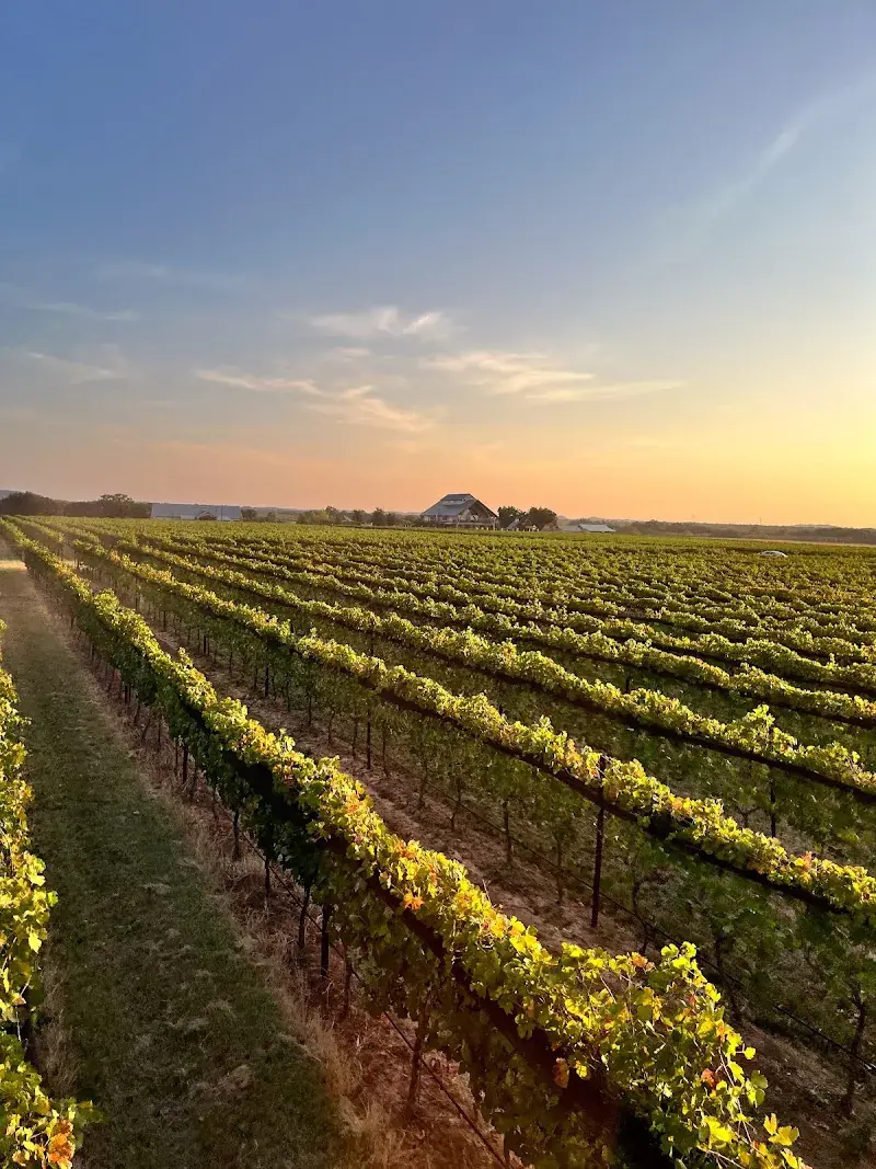 Augusta Vin in Fredericksburg, TX