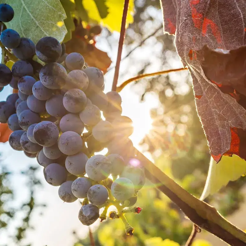 Lost Oak Winery in Burleson, TX