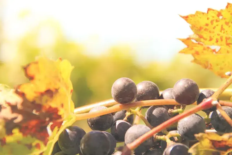 Fenn Valley Vineyards in Fennville, MI