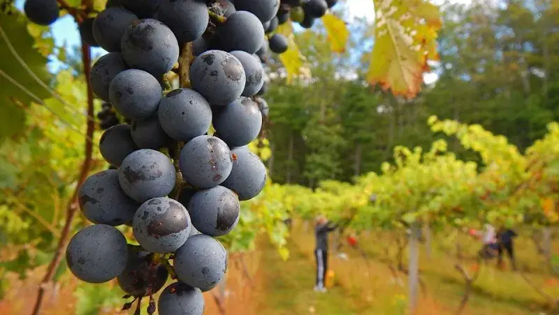 Mountain View Vineyard, Winery, Brewery & Distillery in Stroudsburg, PA