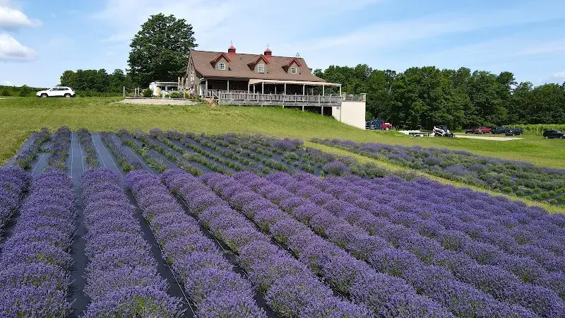 Petoskey Farms Vineyard. Winery. Coffeehouse. Lavender Farm. in Petoskey, MI
