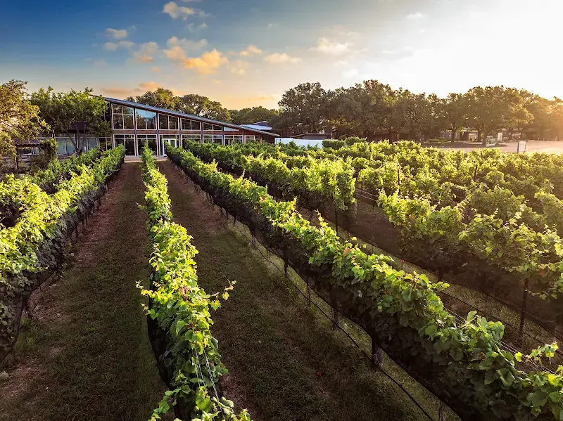 William Chris Vineyards in Hye, TX